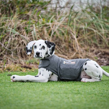 Thundershirt gilet relaxant chien