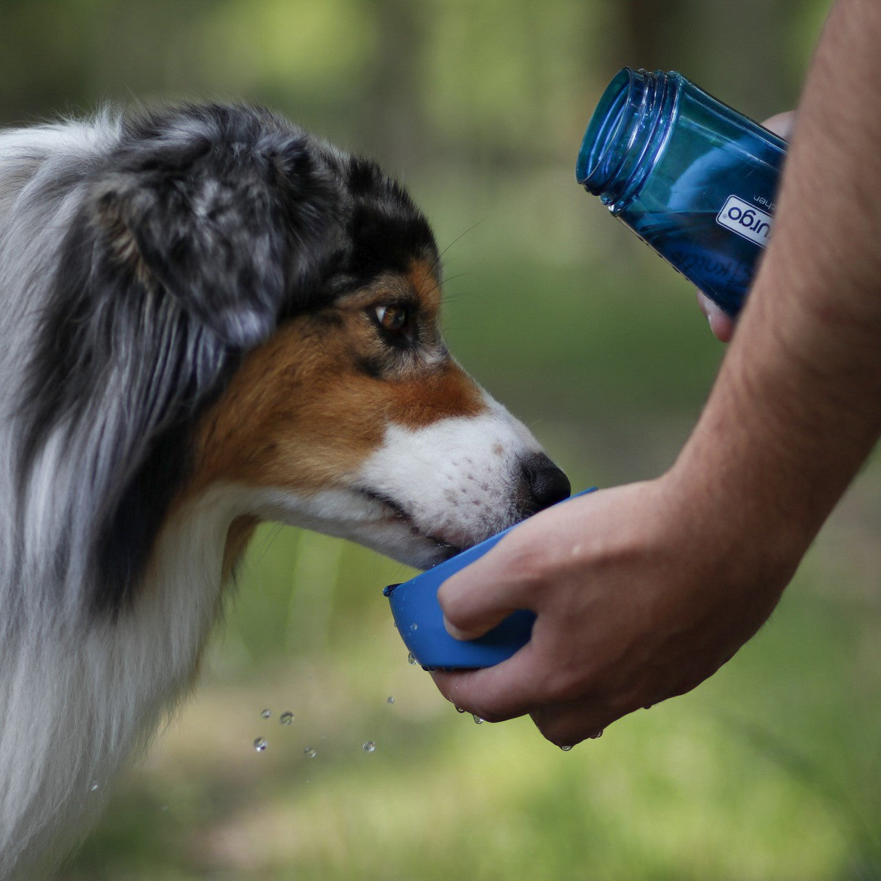 Gourde Bottle &amp; Bowl chien