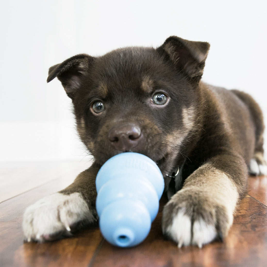 Jouet pour chiot  KONG