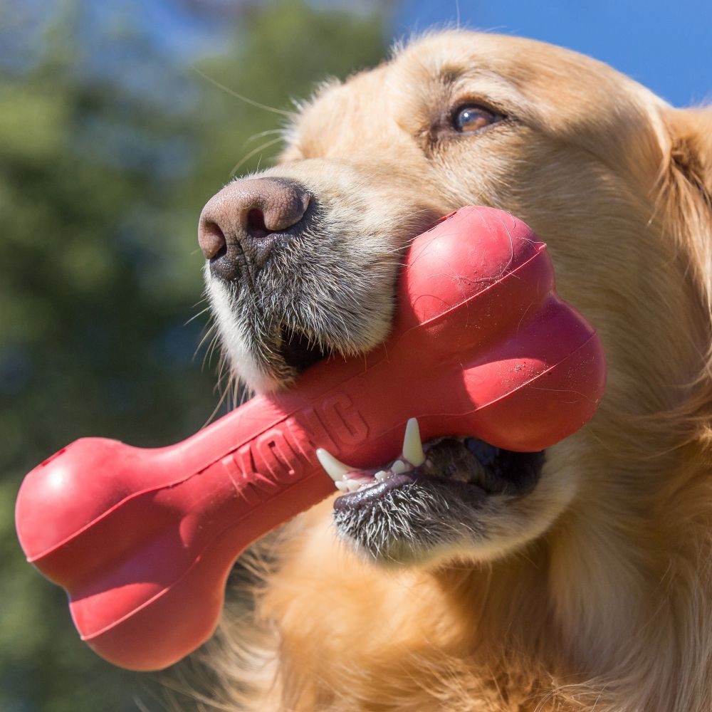 Os Goodie Bone KONG - Jouet à mâcher pour chien