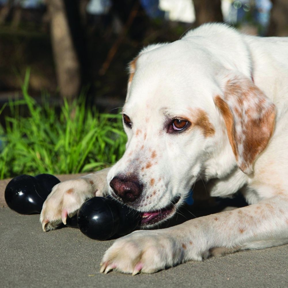 Os Extreme Goodie Bone KONG - Jouet à mâcher ultra résistant pour chien