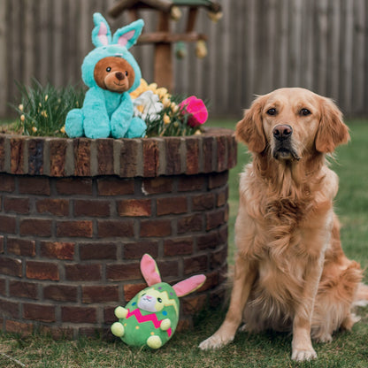 Ours Bunny Barry chien