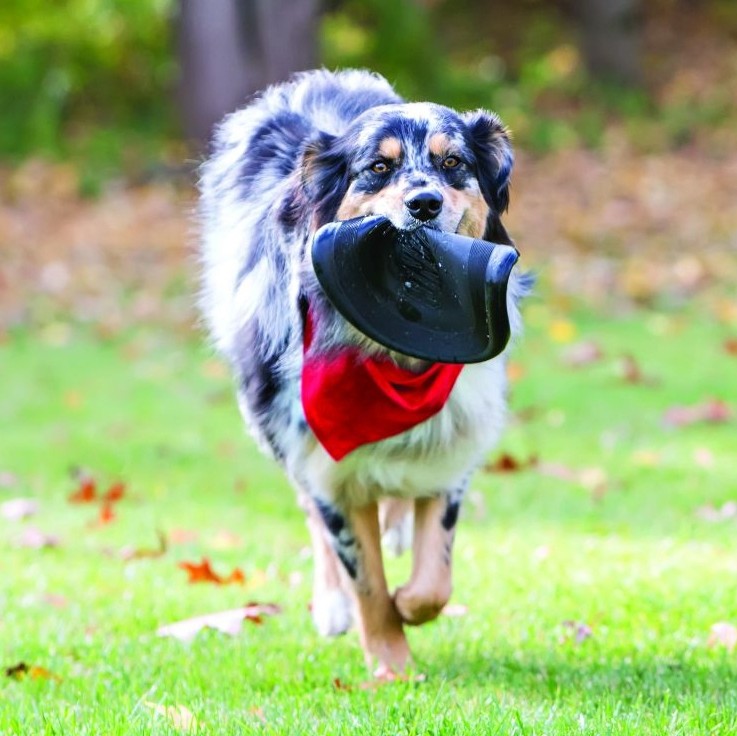 Frisbee Flyer Extrême Kong chien