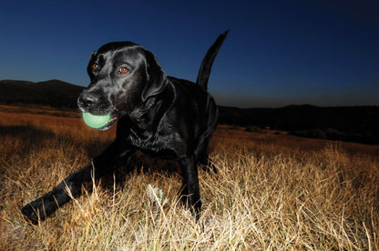 Balle lumineuse Max Glow chien