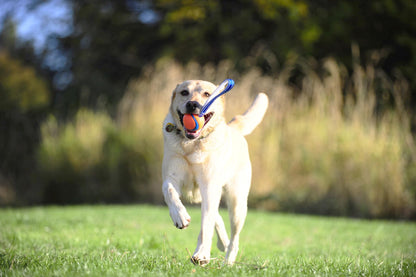 Balle flottante Ultra Tug chien