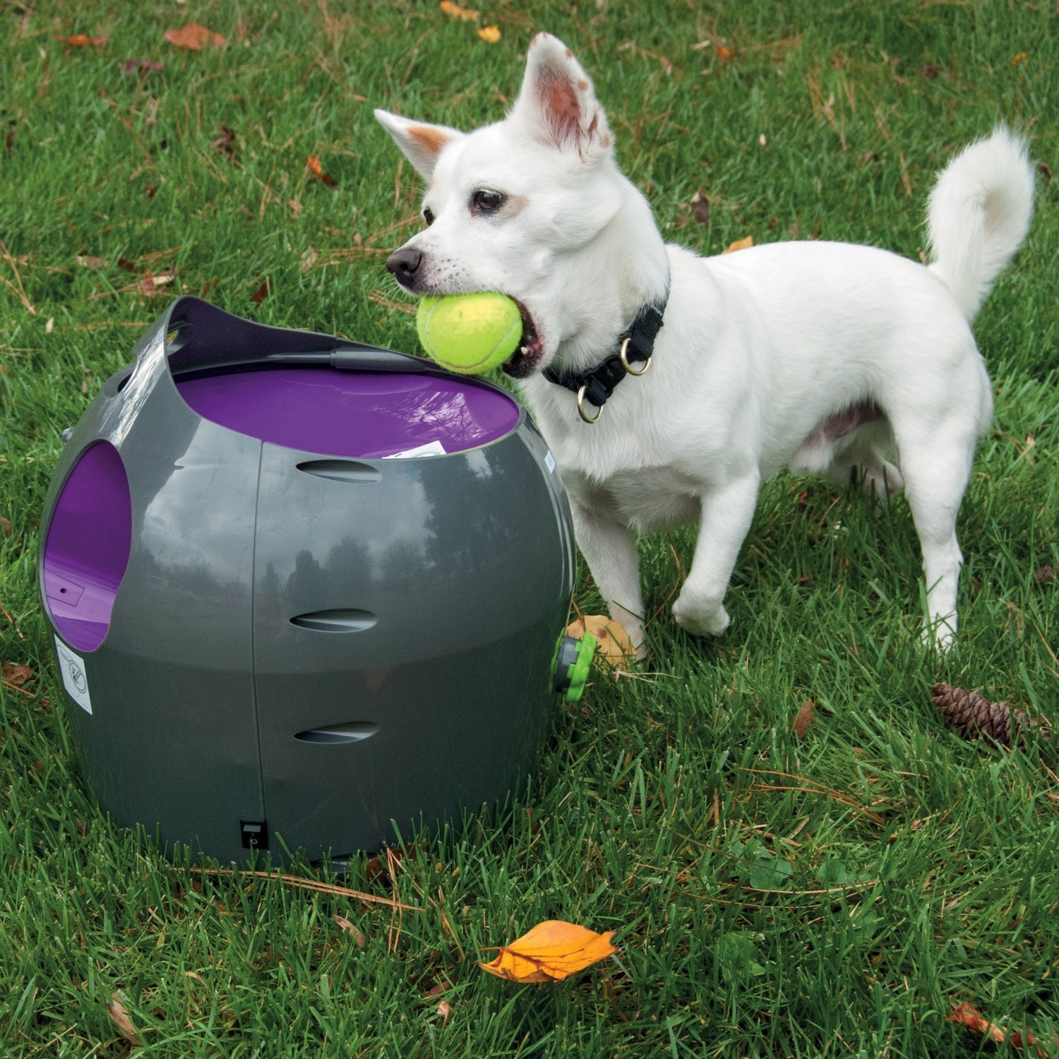 Lanceur de balles automatique chien