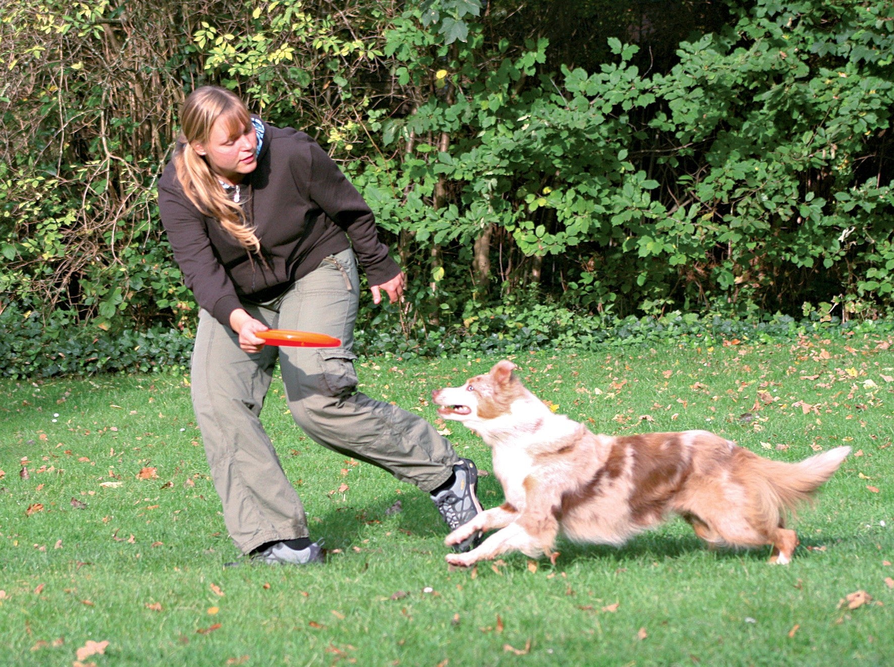 Frisbee Dog Activity chien
