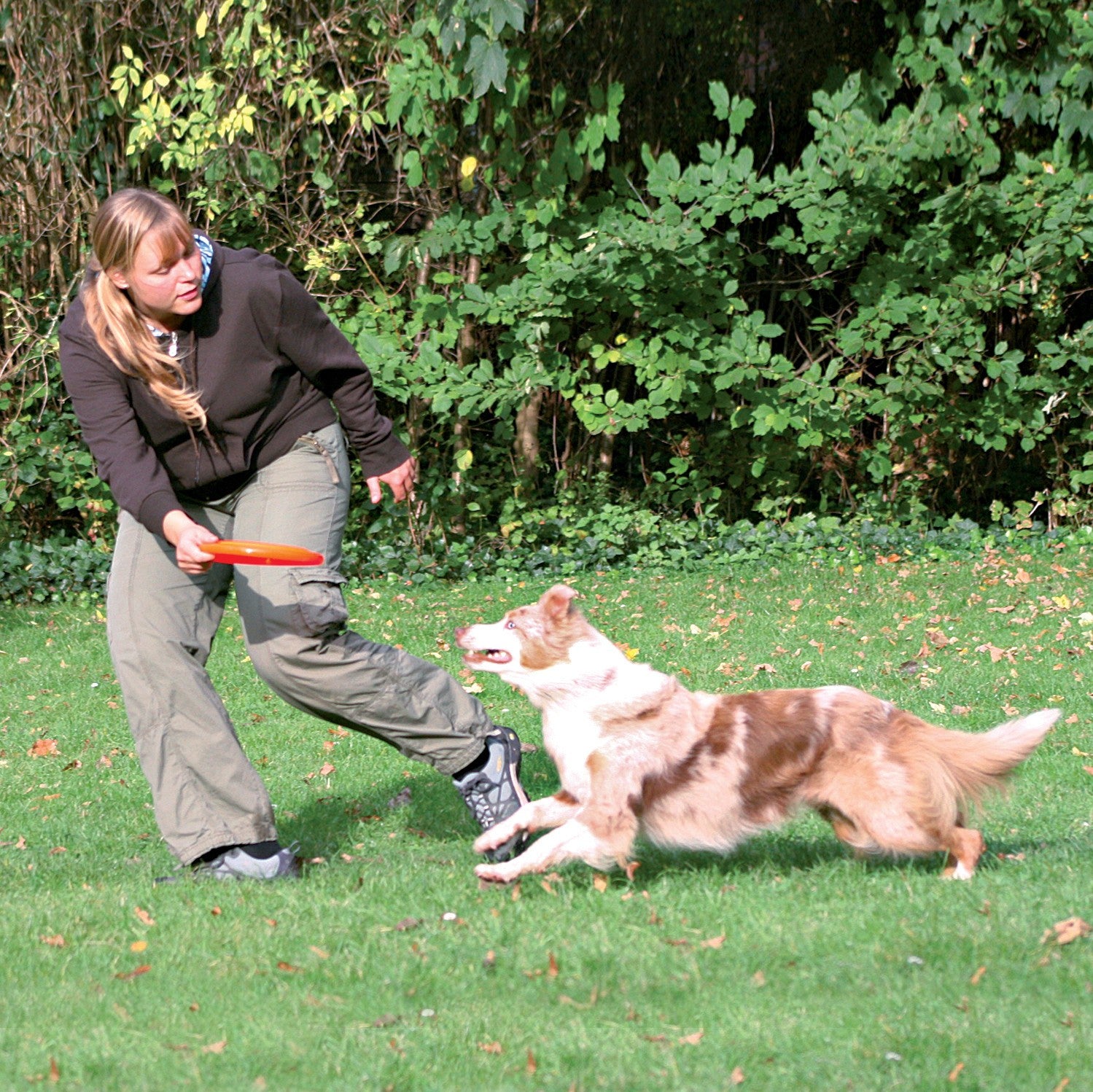 Frisbee Dog Activity chien