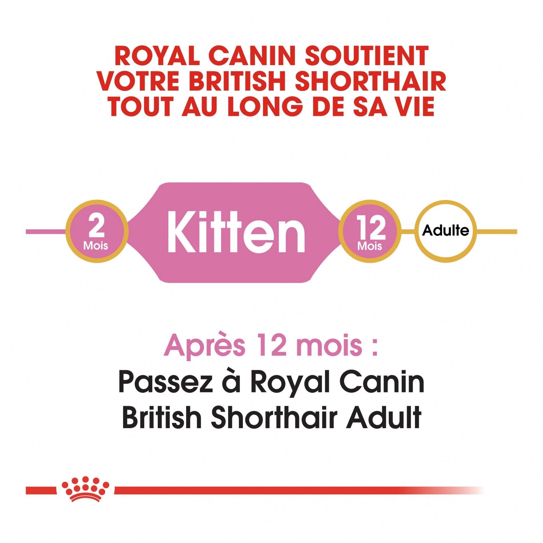 Royal Canin British Shorthair Kitten - croquettes chaton