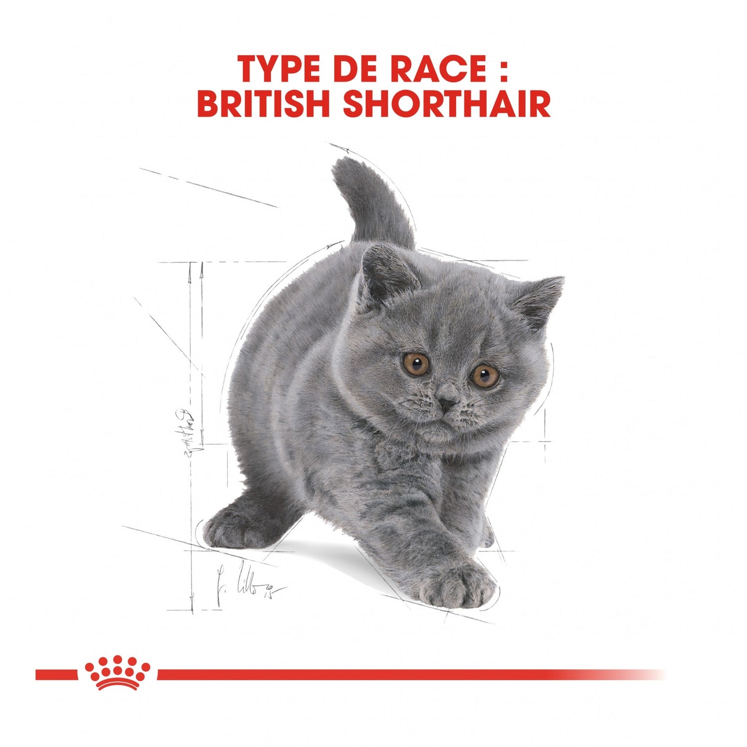 Royal Canin British Shorthair Kitten - croquettes chaton