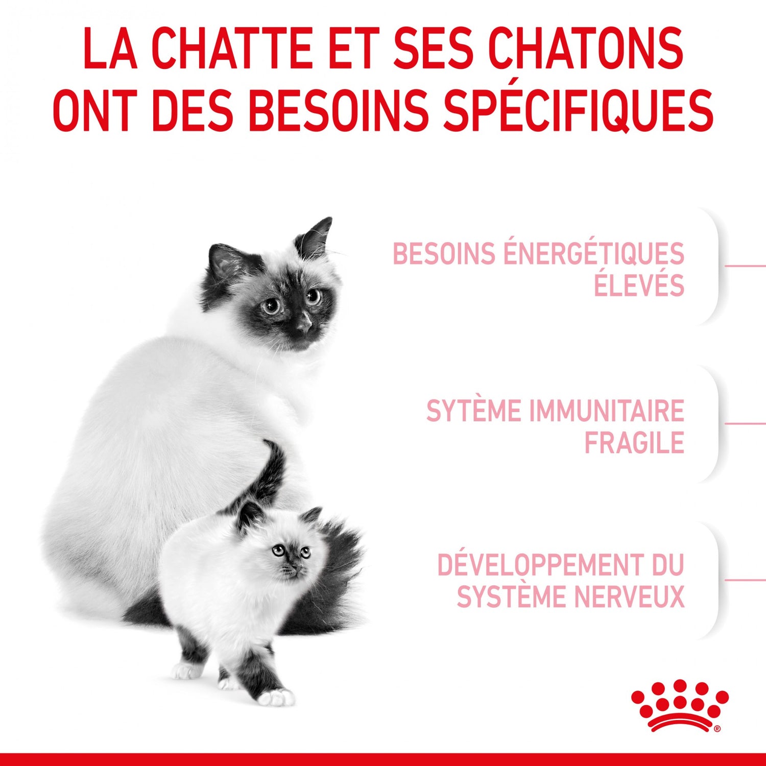 ROYAL CANIN Mother &amp; BabyCat - Croquettes pour chatte et chaton