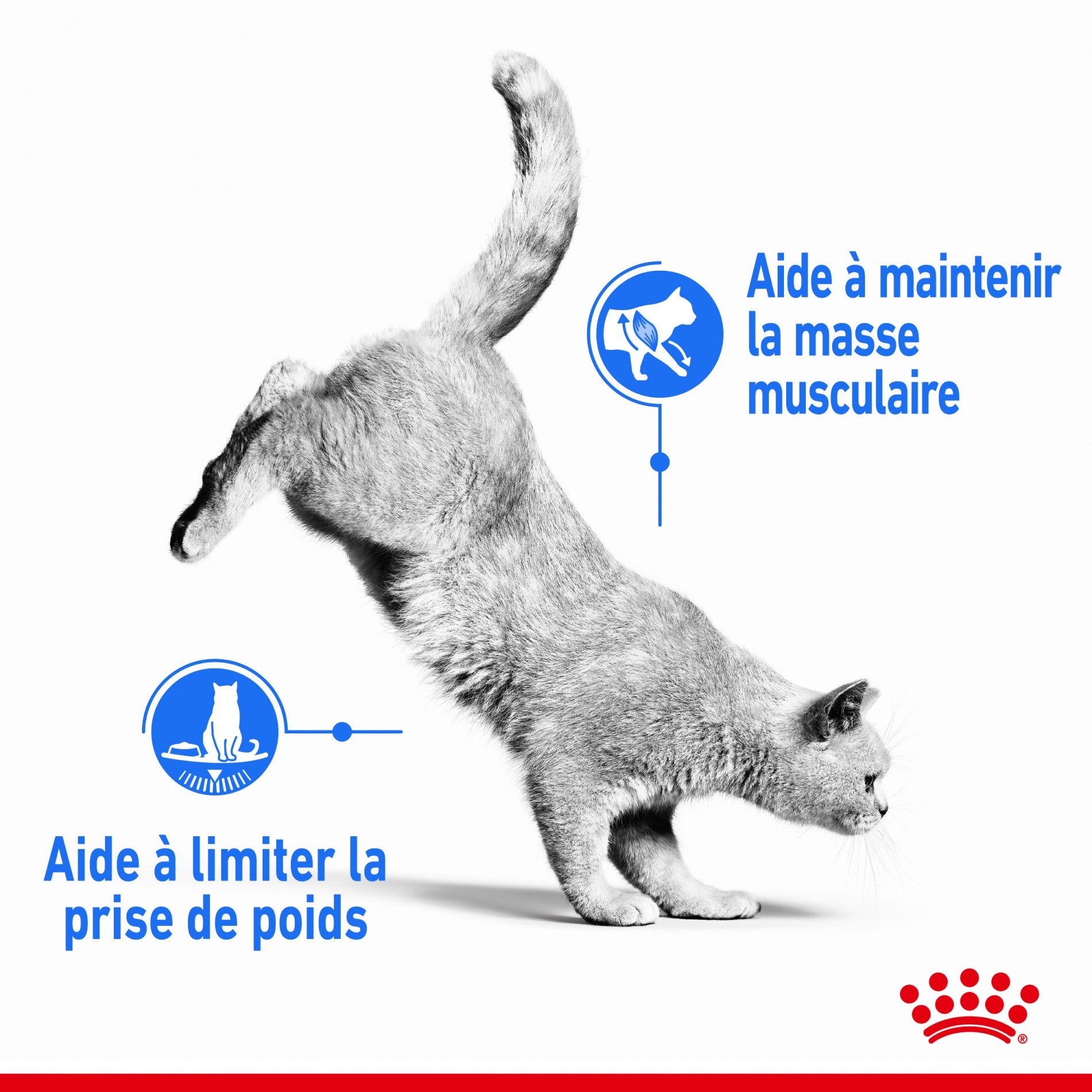Royal Canin Light Weight Care - pâtée chat