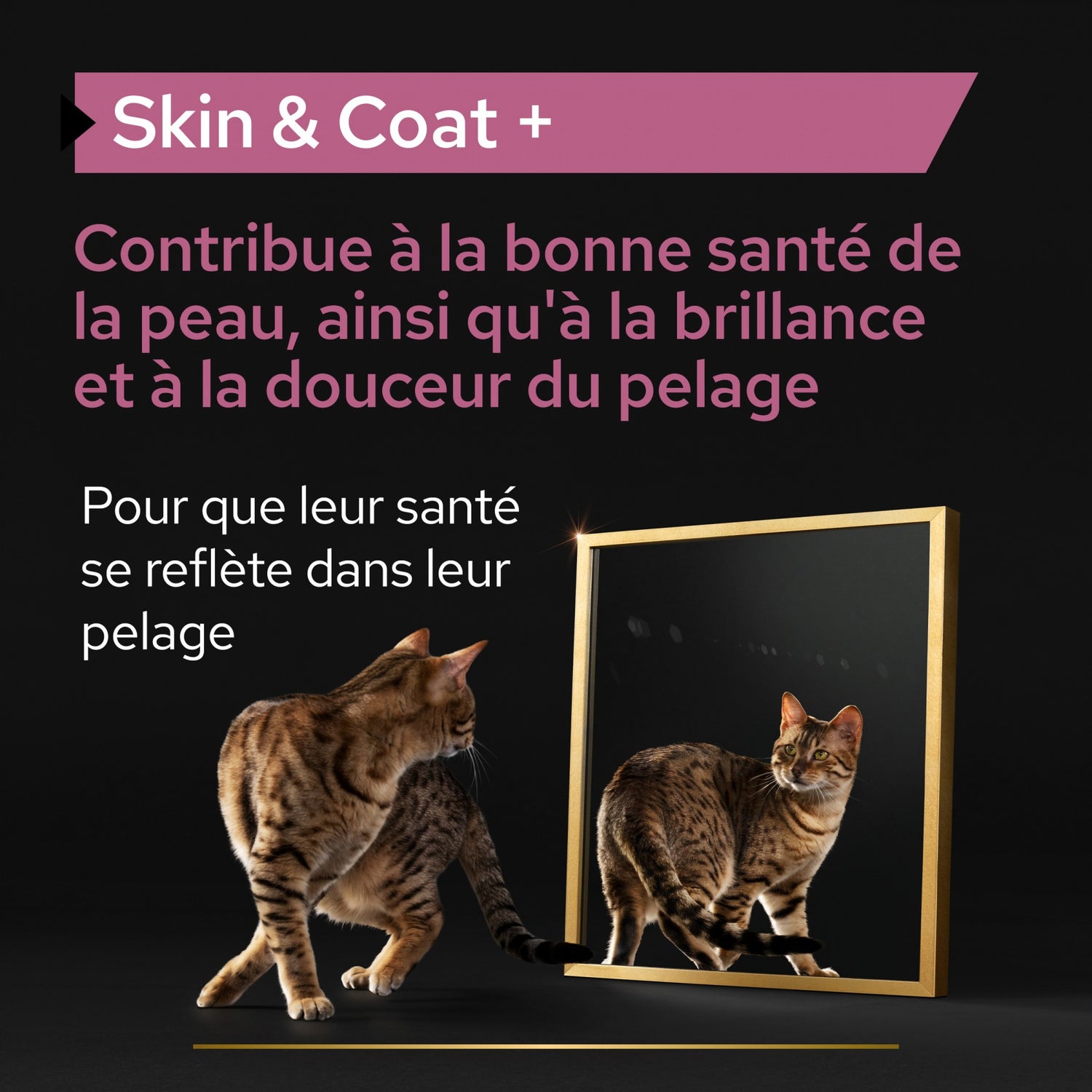 Pro Plan Skin &amp; Coat+ en huile aliment complémentaire chat