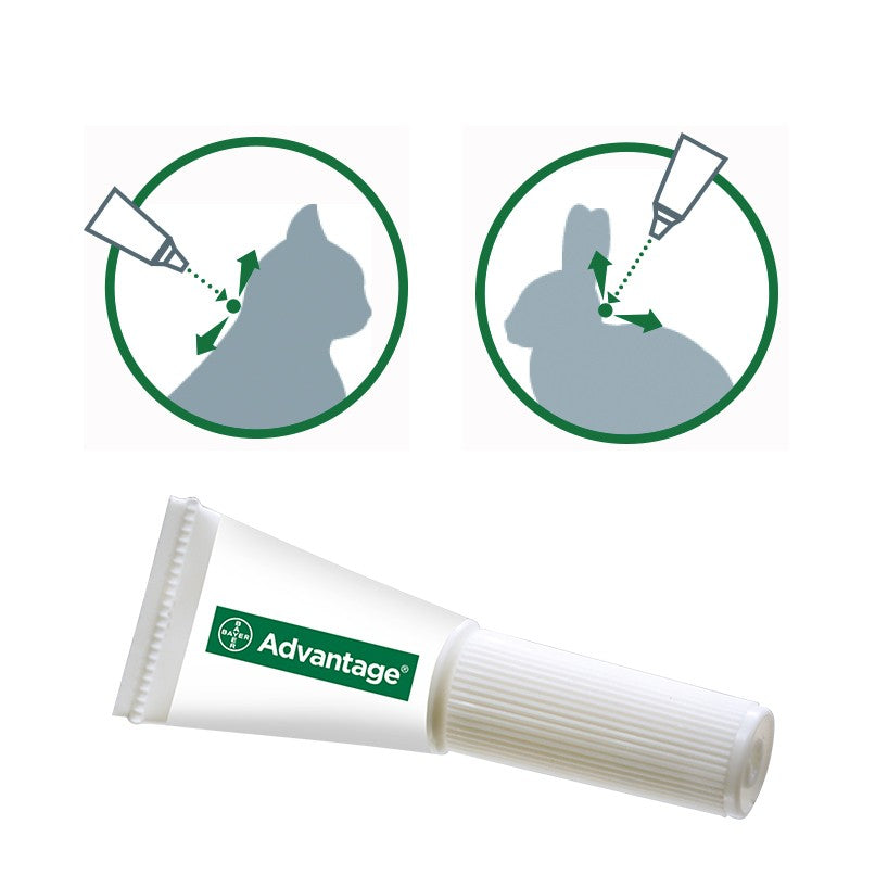 Pipettes Advantage chat, lapin
