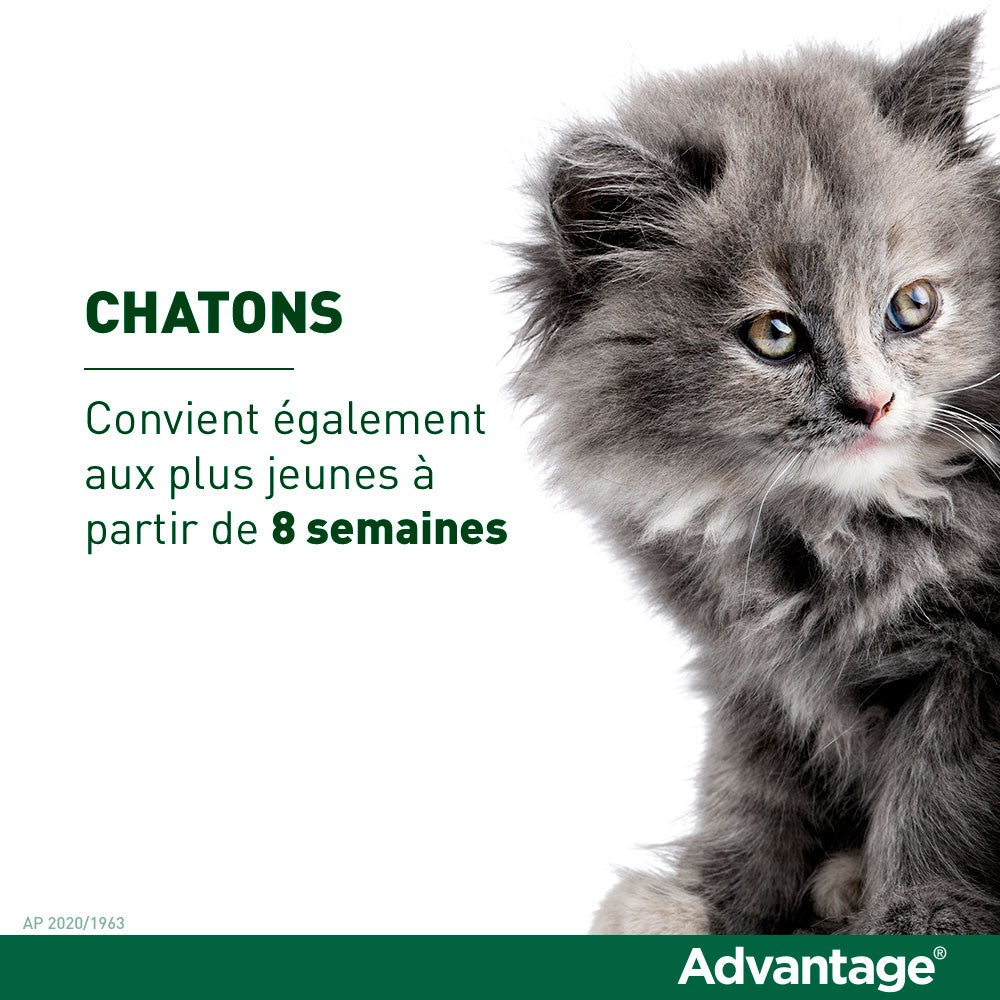 Pipettes Advantage chat, lapin