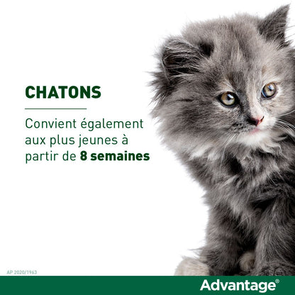 Pipettes Advantage chat, lapin