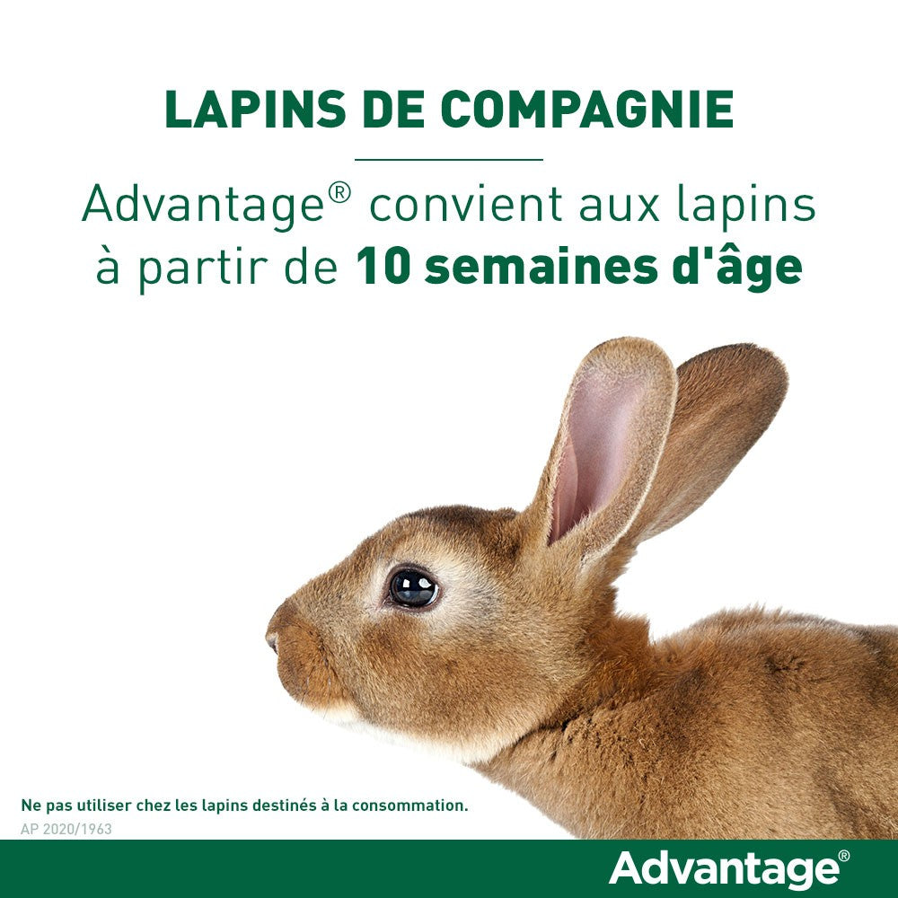 Pipettes Advantage chat, lapin