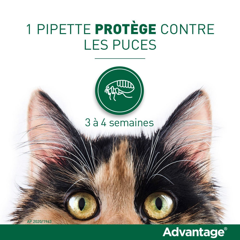 Pipettes Advantage chat, lapin