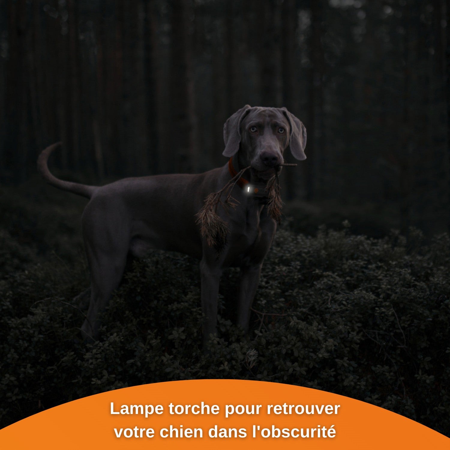 Collier GPS Weenect XS noir chien