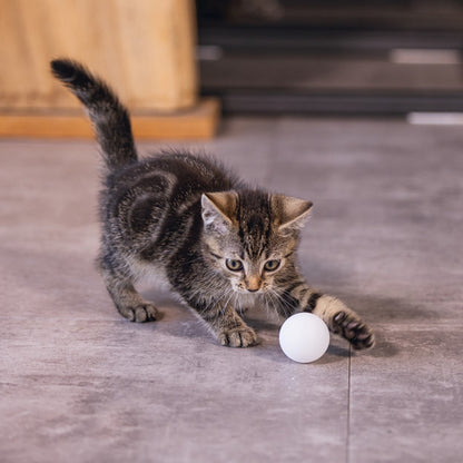 Lot de 4 balles ping pong chat, chaton