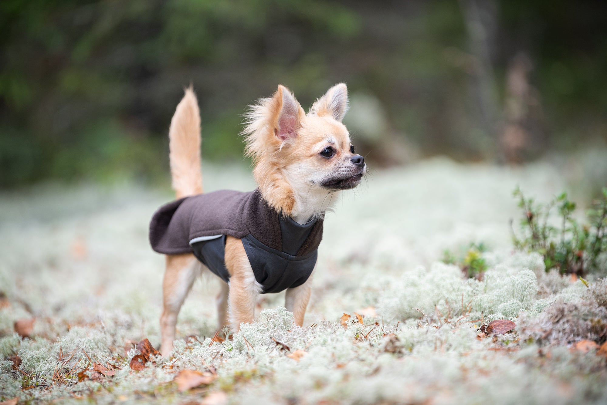 Pomppa Jumppa Chocolat manteau polaire chien