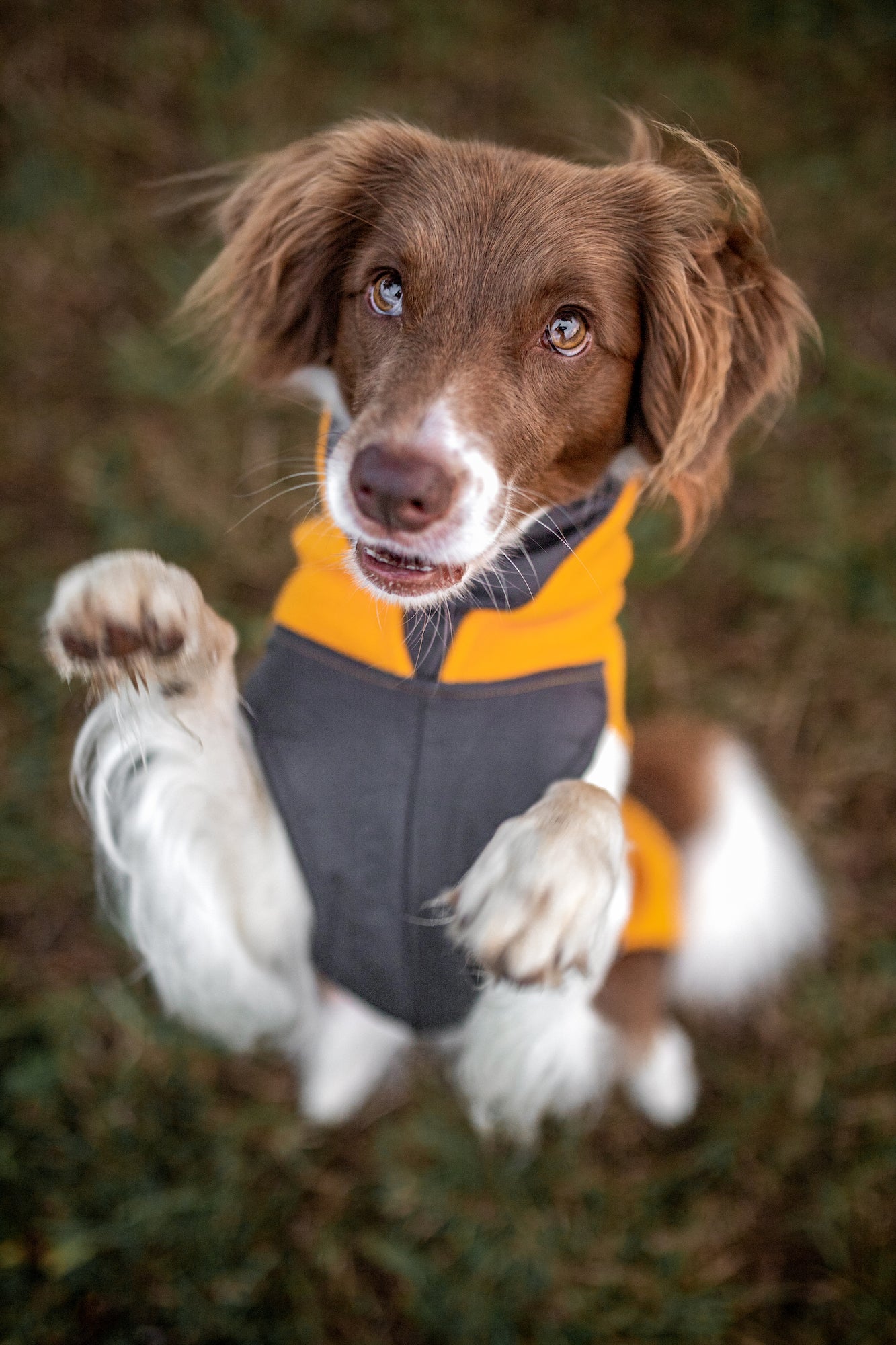 Pomppa Jumppa Curry manteau polaire chien
