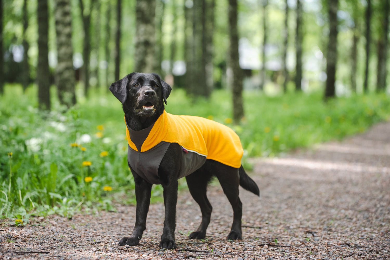 Pomppa Jumppa Curry manteau polaire chien