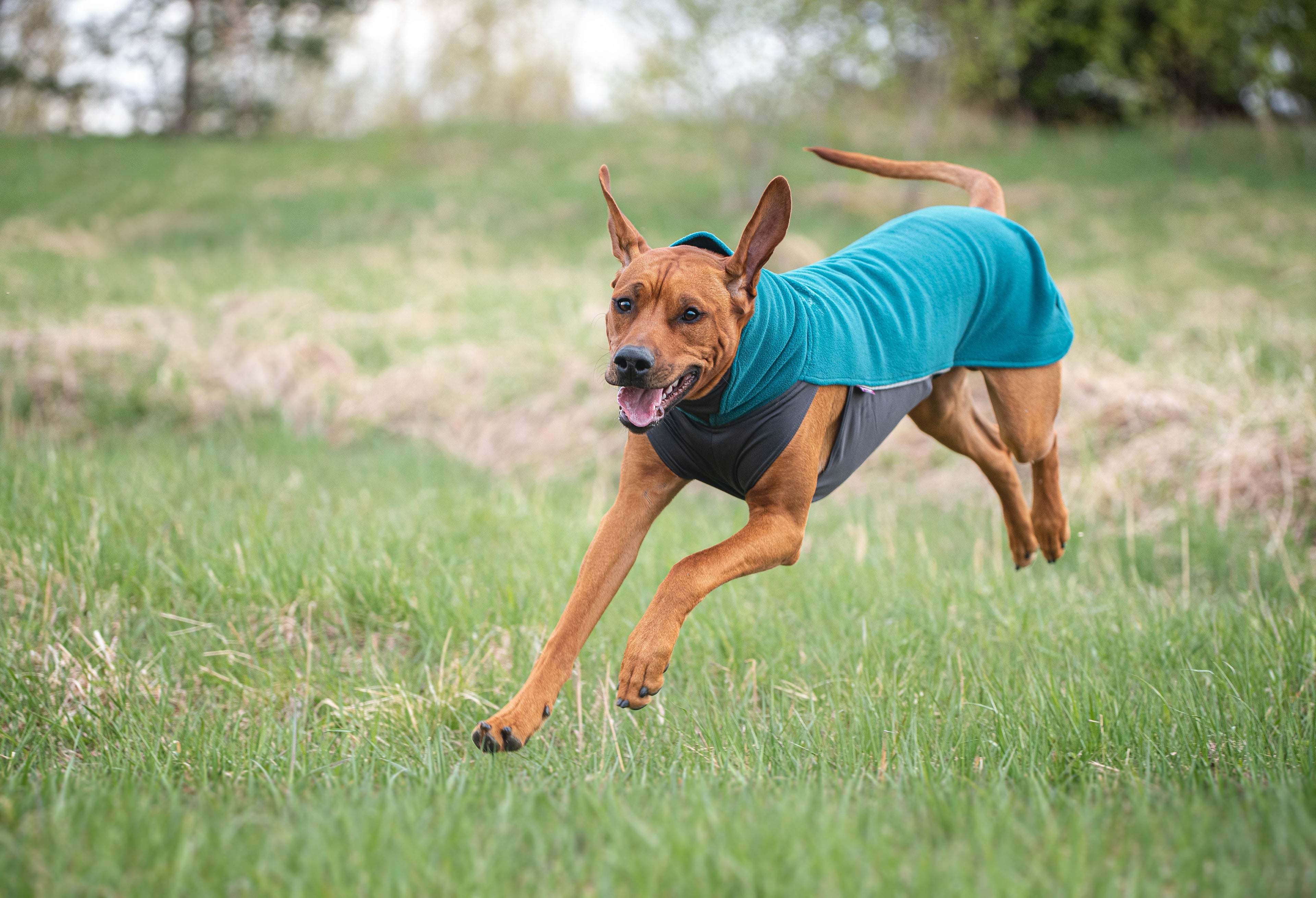 Pomppa Jumppa Forest manteau polaire chien