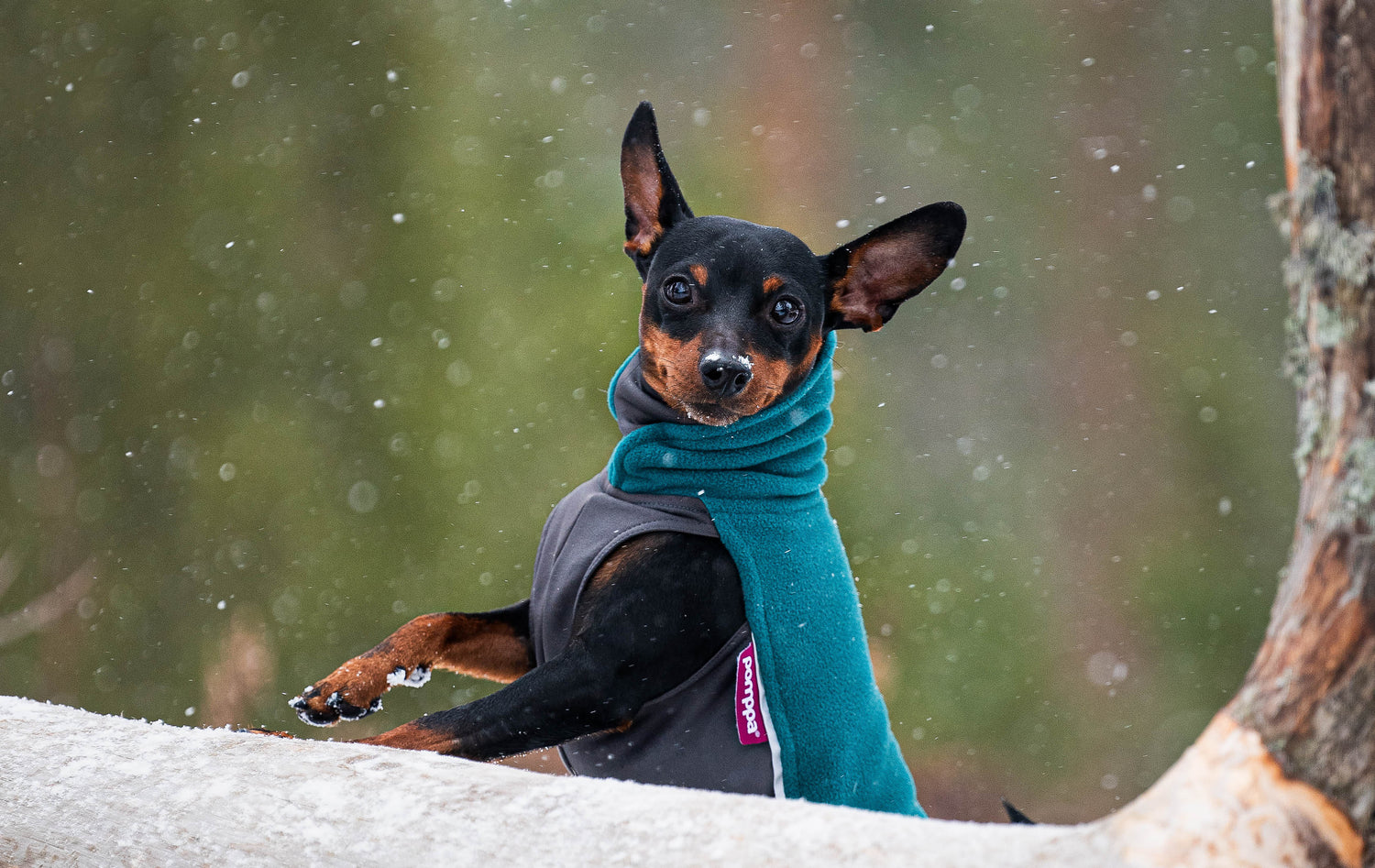 Pomppa Jumppa Forest manteau polaire chien