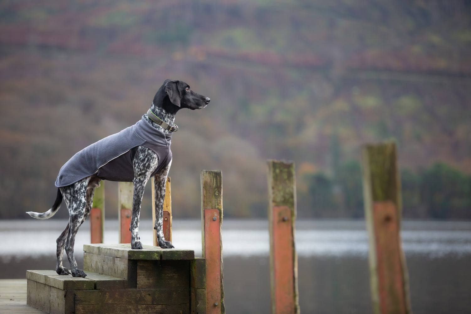 Pomppa Jumppa Graphite - manteau polaire chien