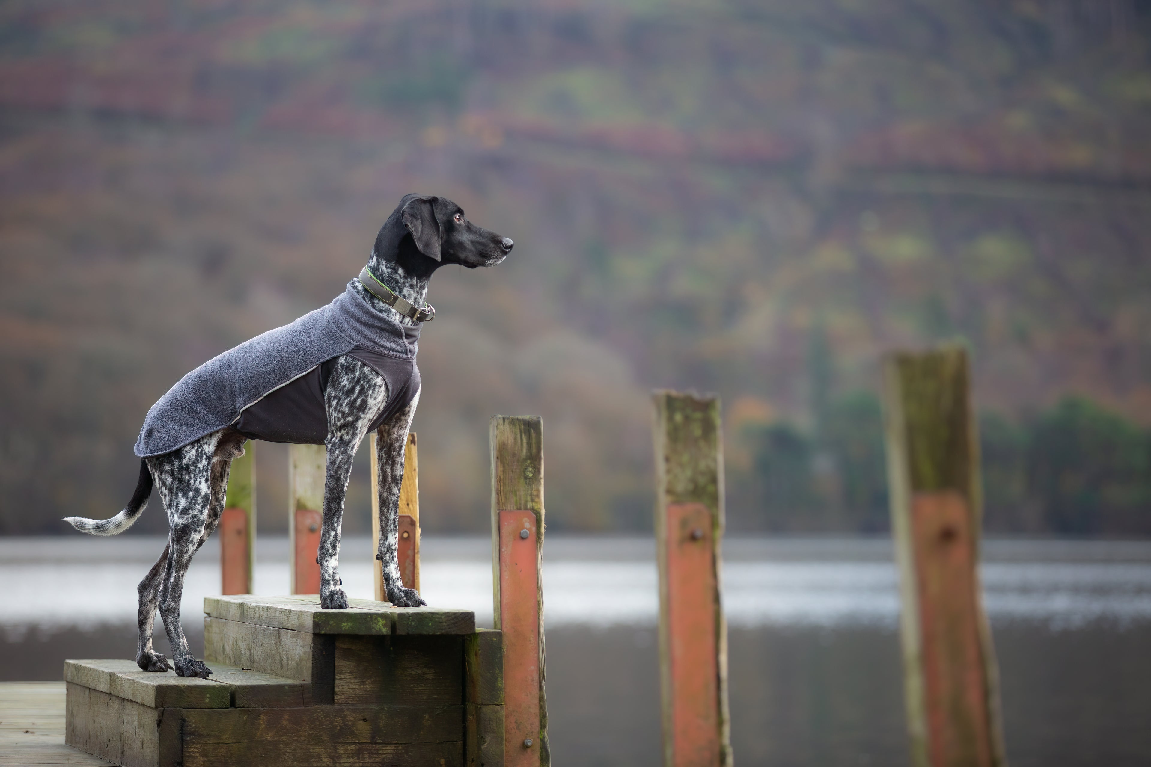 Pomppa Jumppa Graphite - manteau polaire chien