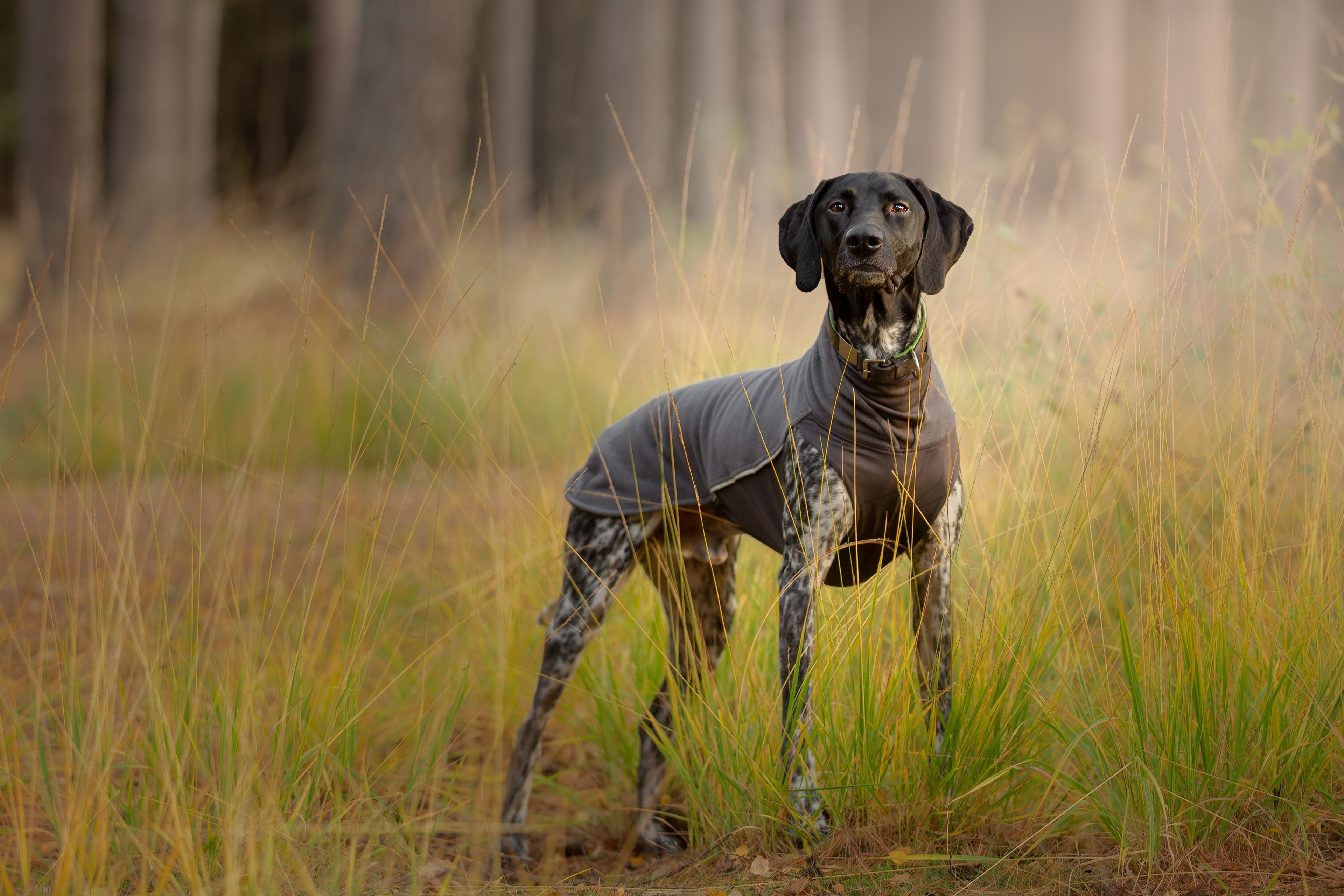 Pomppa Jumppa Graphite - manteau polaire chien
