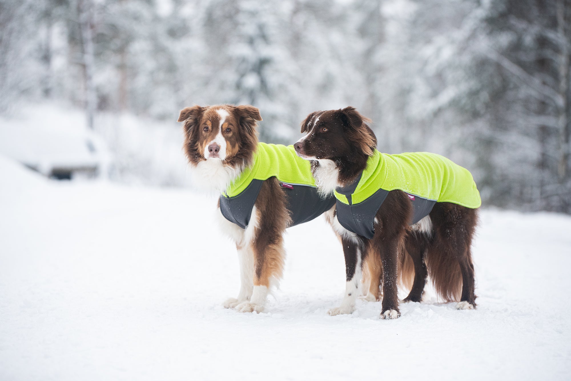 Pomppa Jumppa manteau polaire Lime chien