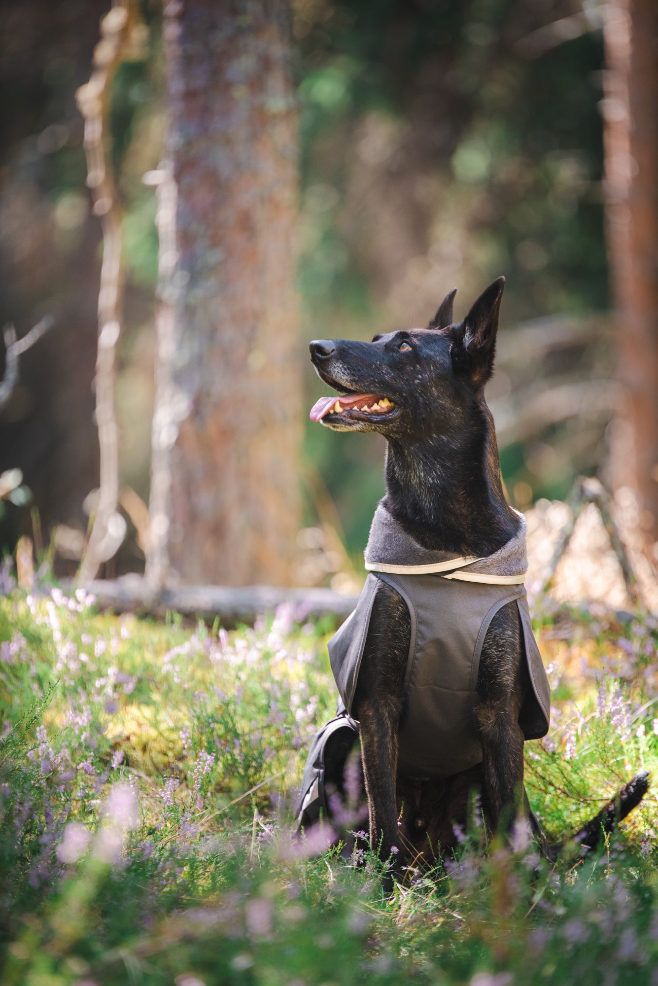Pomppa Kevyt Graphite manteau imperméable chien