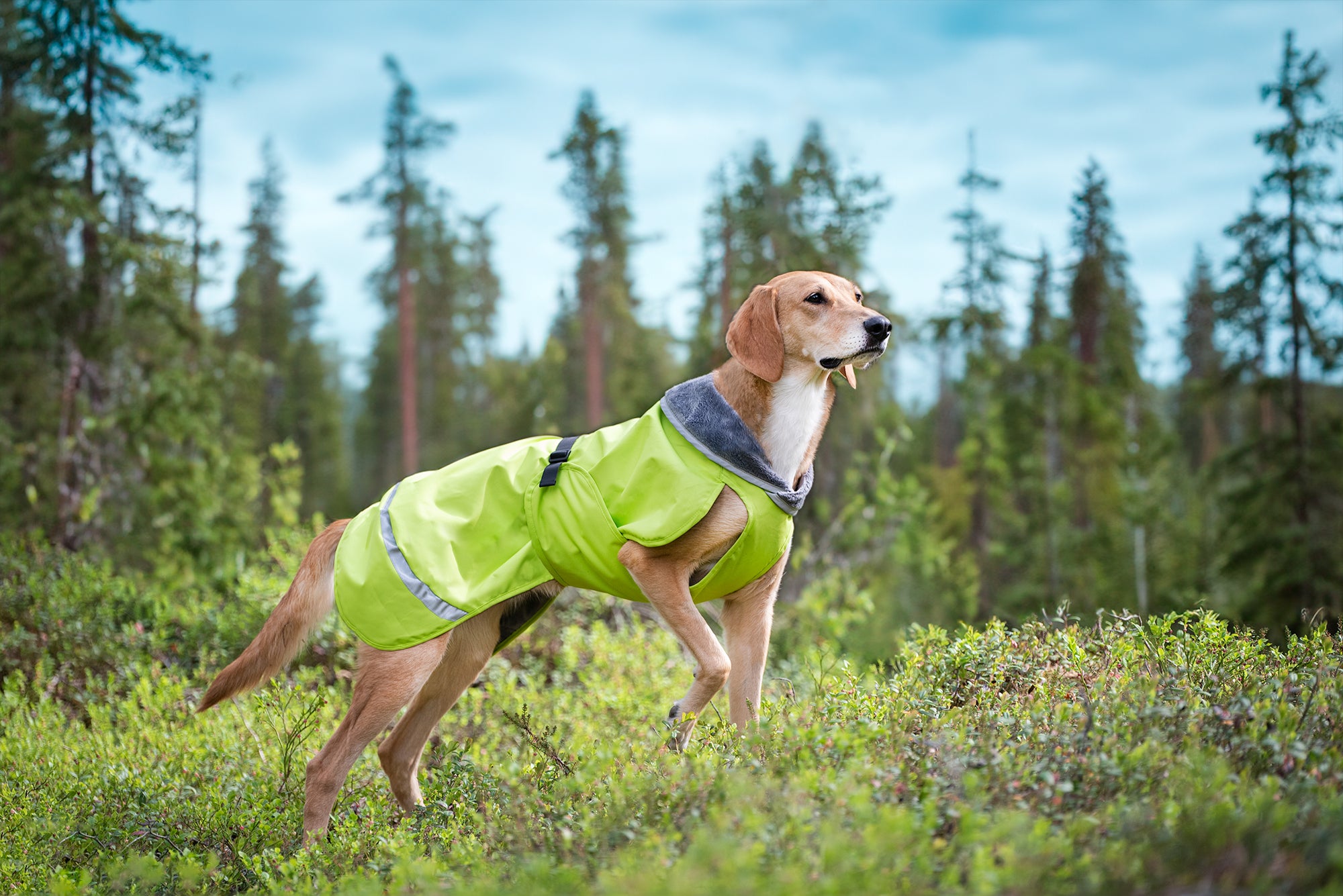 Pomppa Kevyt Lime manteau imperméable chien