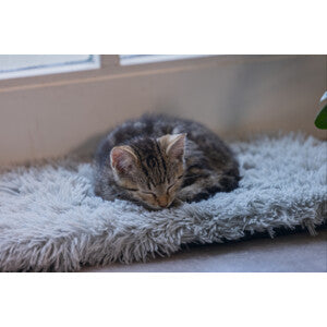 Matelas de fenêtre Blizz chat