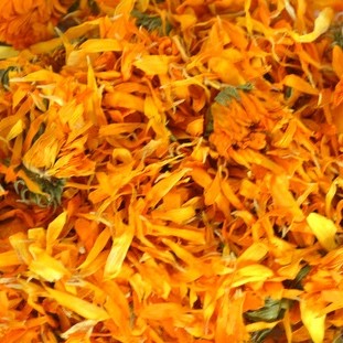Fleurs de souci Tango chinchilla