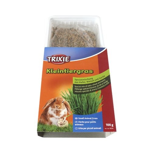 Herbe à faire pousser rongeur
