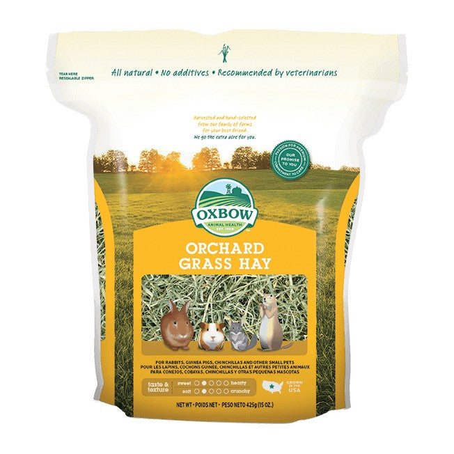 Foin Orchard Grass rongeur