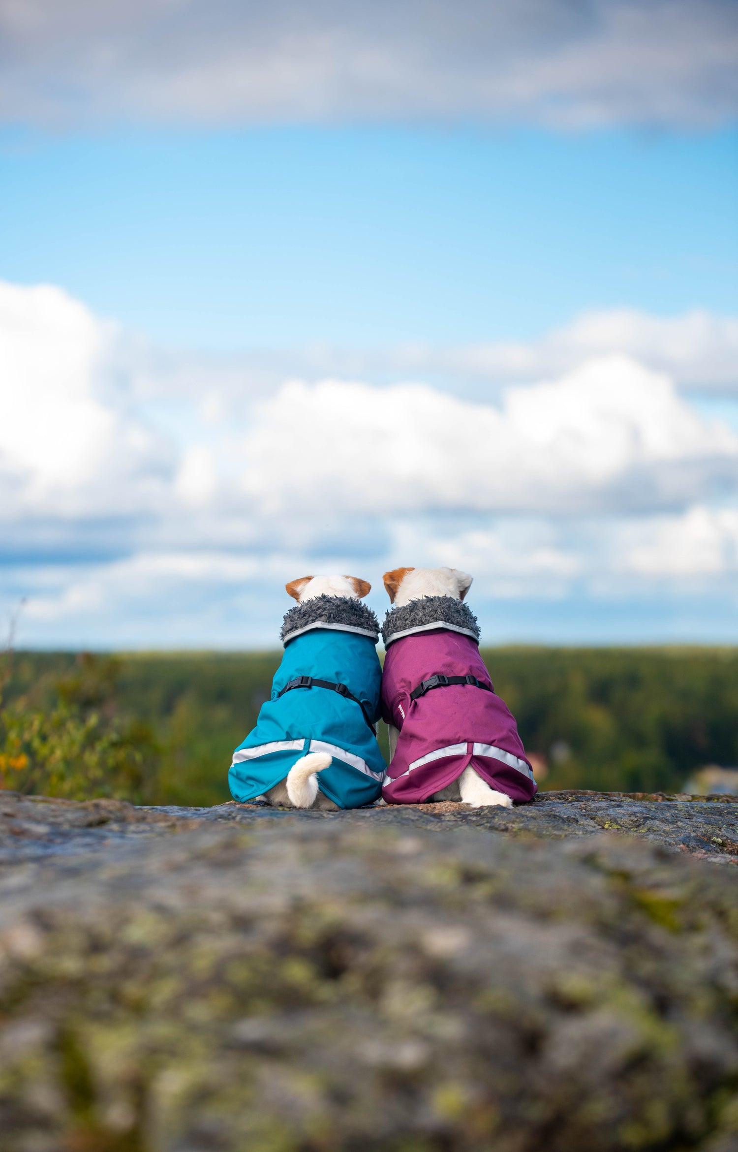 Pomppa Perus manteau imperméable pour chien Petrol