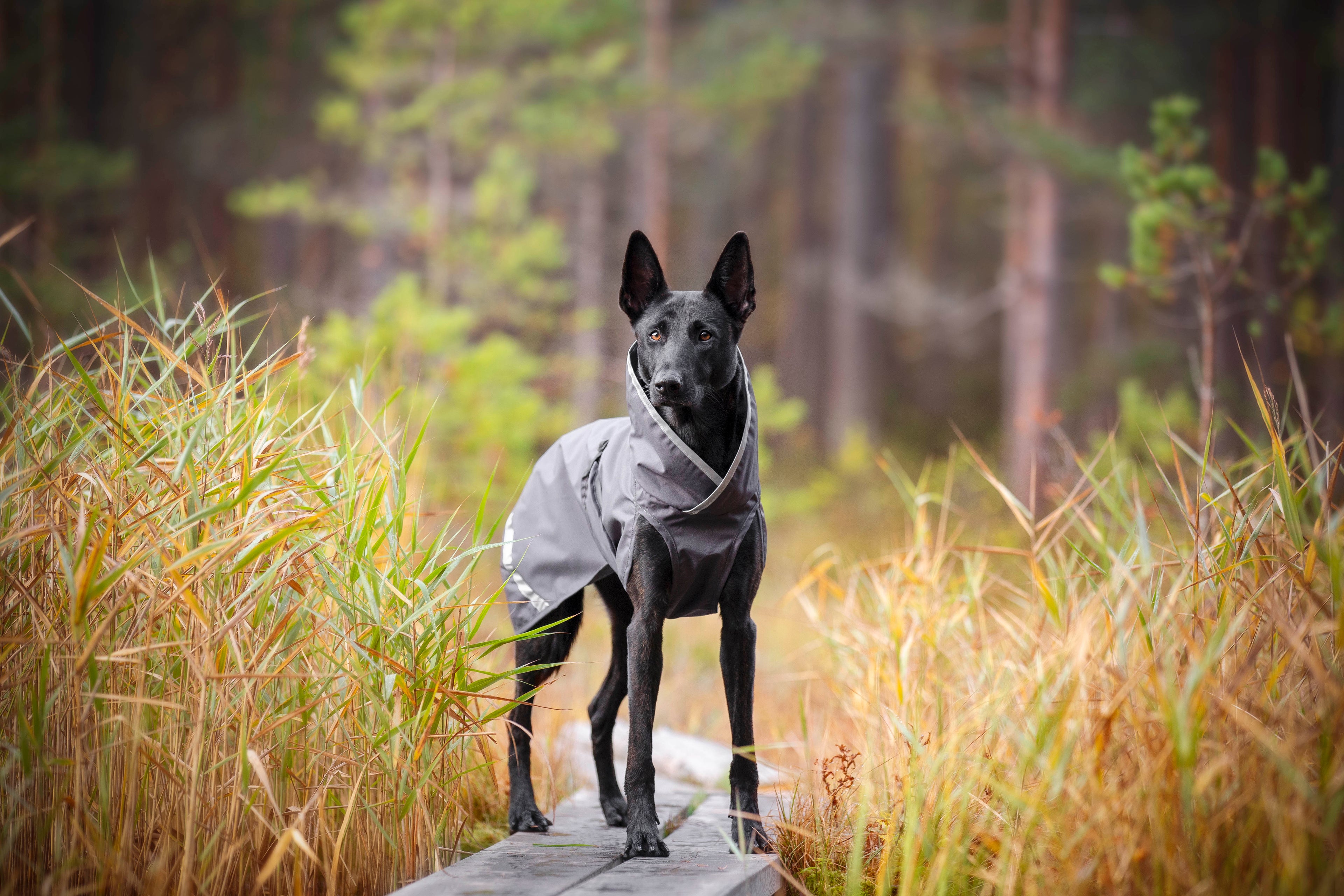 Pomppa Sade Graphite manteau imperméable chien