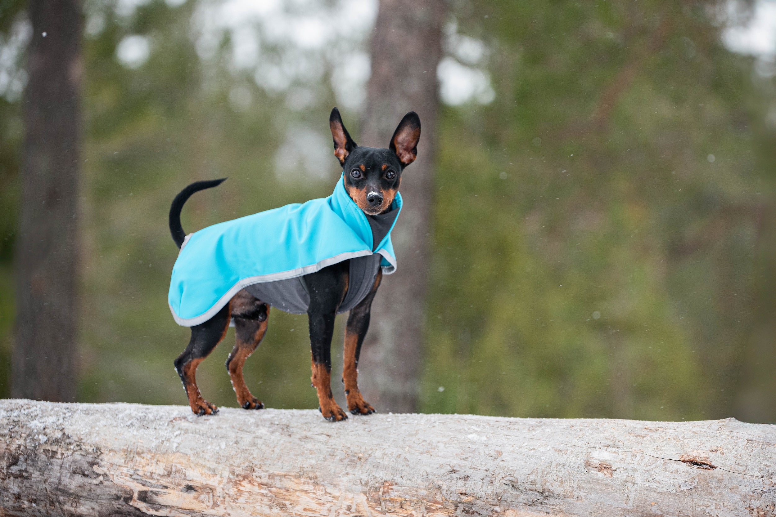 Pomppa Sportti Artic manteau imperméable et chaud chien