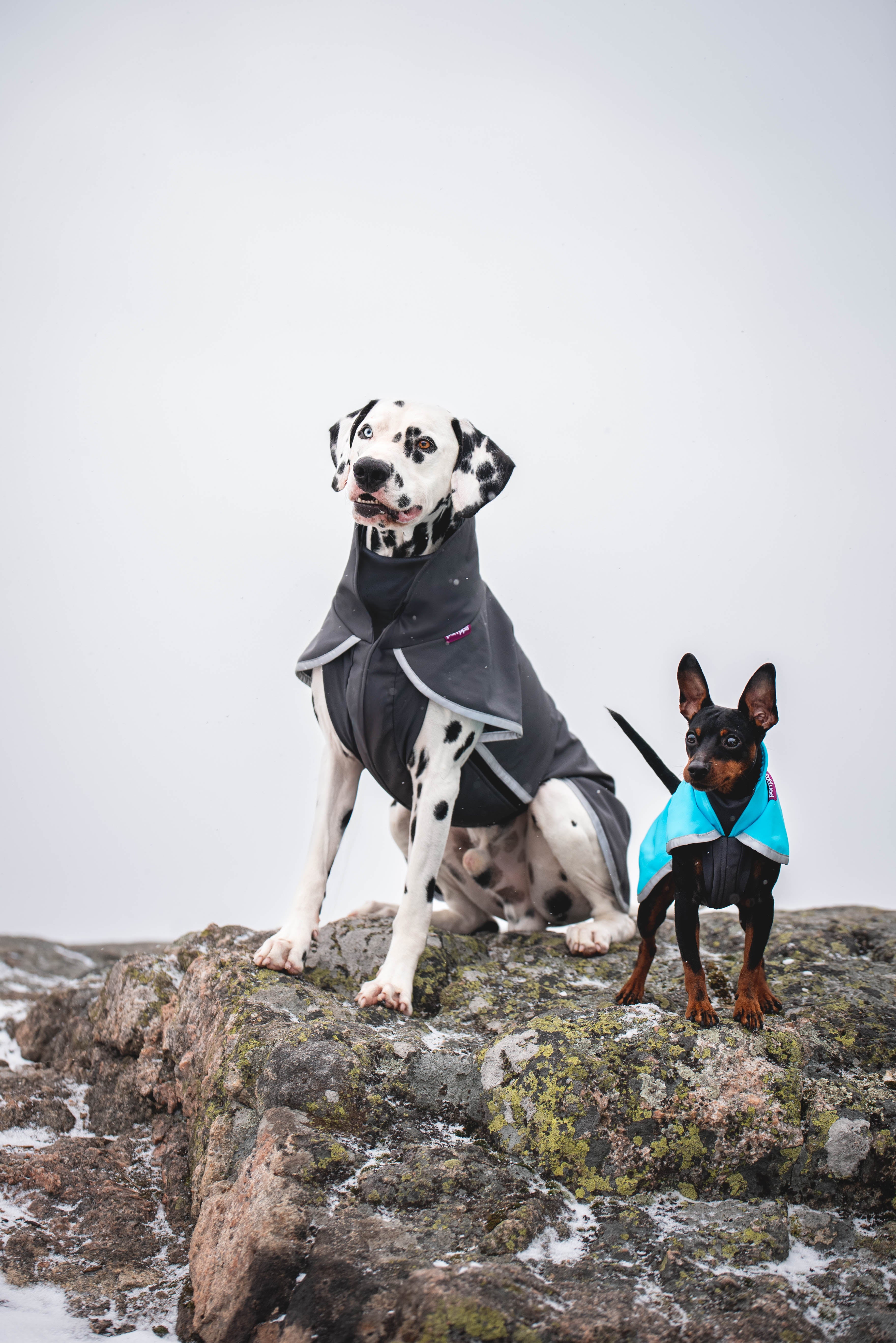 Pomppa Sportti Graphite manteau imperméable et chaud - chien