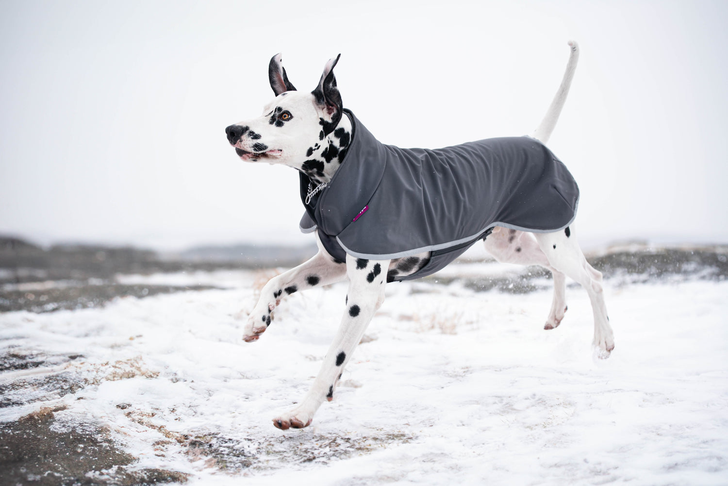 Pomppa Sportti Graphite manteau imperméable et chaud - chien