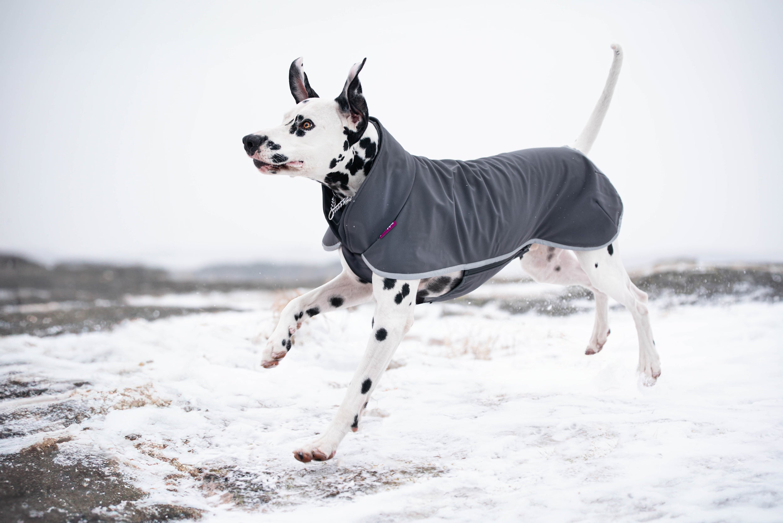 Pomppa Sportti Graphite manteau imperméable et chaud - chien