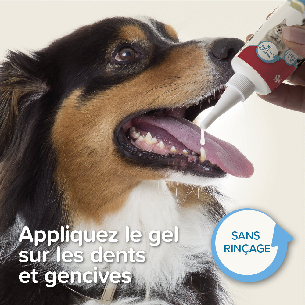 Dentifrice haleine fraîche