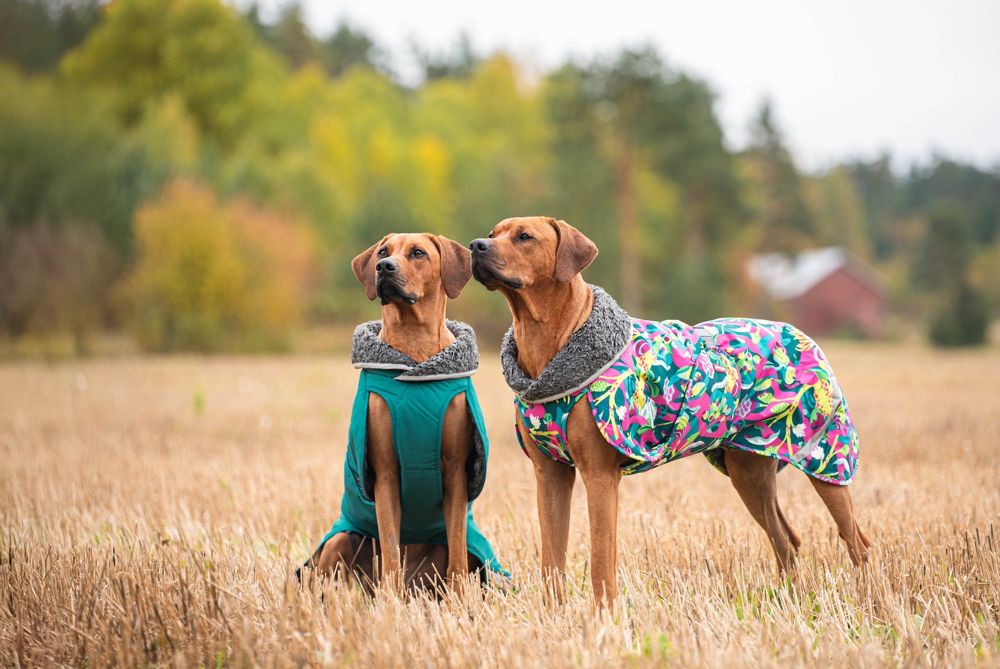 Pomppa Toppa manteau imperméable doublé pour chien Mint