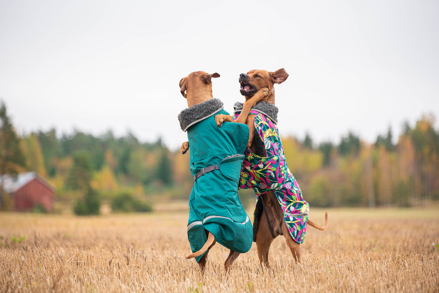 Pomppa Toppa Forest manteau imperméable doublé pour chien