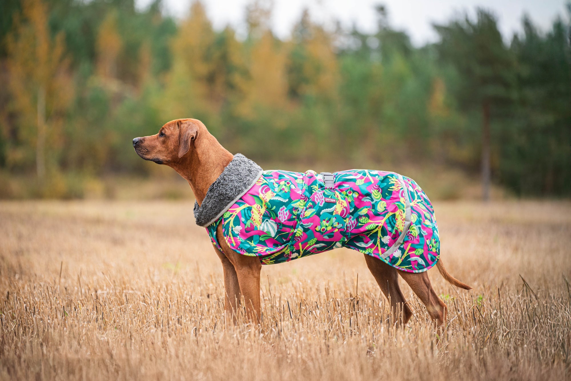 Pomppa Toppa Trail manteau imperméable doublé chien