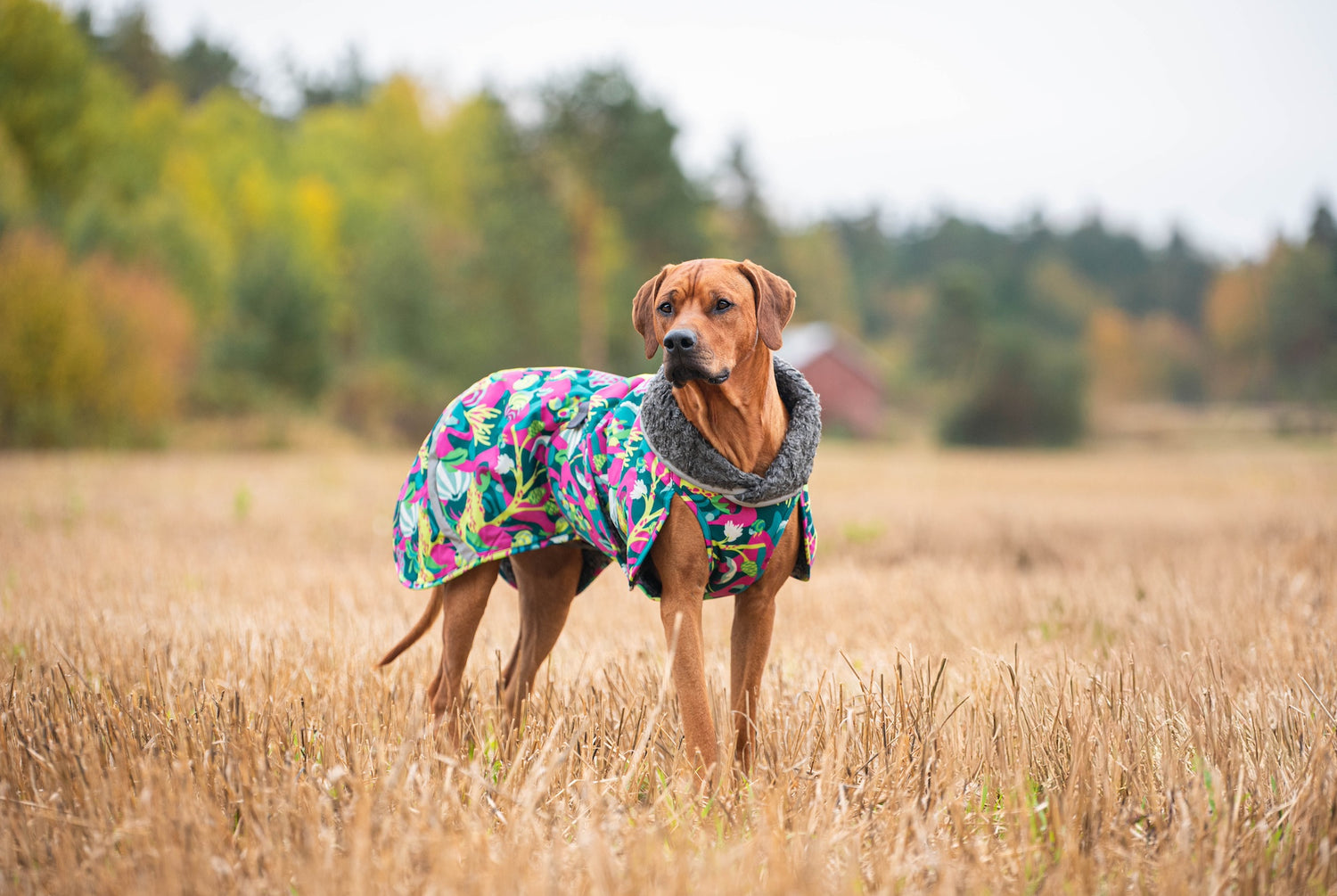 Pomppa Toppa Trail manteau imperméable doublé chien